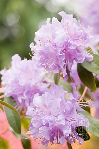 RHODODENDRON_AUGUSTINII