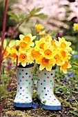 NARCISSUS AMBERGATE IN POLKA DOT GARDEN BOOTS