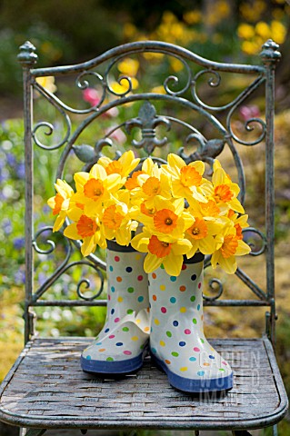 NARCISSUS_AMBERGATE_IN_POLKA_DOT_GARDEN_BOOTS