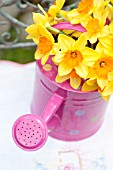 NARCISSUS AMBERGATE IN PINK POLKA DOT WATERING CAN