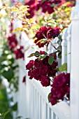 ROSES IN COTTAGE GARDEN AND WHITE PICKET FENCE