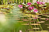 WATER LILIES IN POND