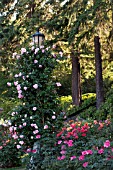 ROSES AND EVERGREENS IN WOODLAND GARDEN