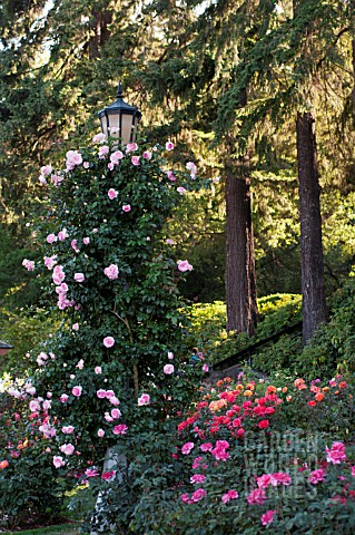 ROSES_AND_EVERGREENS_IN_WOODLAND_GARDEN