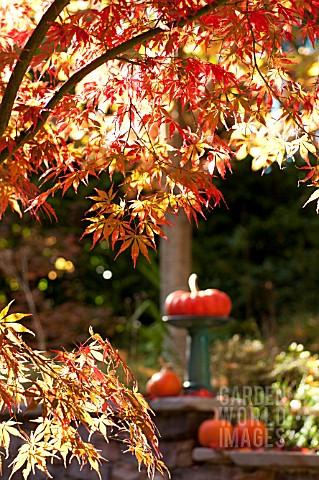 ACER_RUBRUM_IN_AUTUMN_WITH_FOLIAGE_AND_PUMPKINS_ON_STONE_WALL