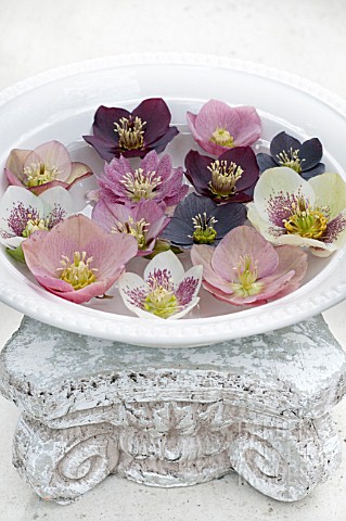 HELLEBORUS_X_HYBRIDUS_BLOSSOMS_FLOATING_IN_WATER