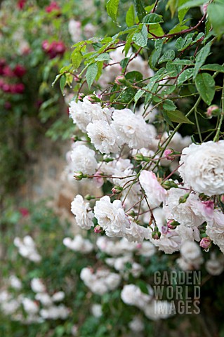 WHITE_CLIMBING_ROSES_OVER_COTTAGE
