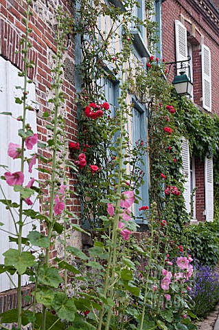 CLIMBING_ROSES_ALCEA_ROSEA_IN_FRONT_OF_MEDIEVAL_COTTAGES