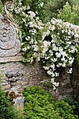 CLIMBING ROSES ON ORNAMENTAL STONE WALL AT CHATEAU DE BRECY