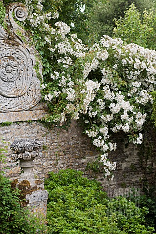 CLIMBING_ROSES_ON_ORNAMENTAL_STONE_WALL_AT_CHATEAU_DE_BRECY