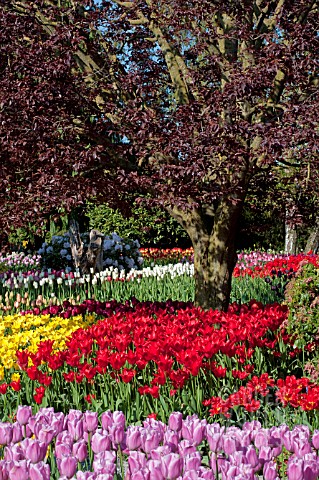 TULIPA_MIXED_WOODLAND_GARDEN_WITH_MULTICOLORED_TULIPS