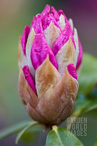 BUD_OF_EMERGING_RHODODENDRON_BLOSSOM