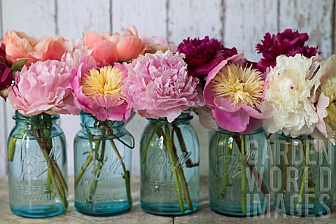 PAEONIA_LACTIFLORA_BOWL_OF_BEAUTY_SARAH_BERNHARDT_AND_CORAL_CHARM_IN_VINTAGE_BLUE_GLASS_JARS