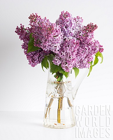 SYRINGA_VULGARIS_LILAC_BLOSSOMS_IN_CRYSTAL_PITCHER
