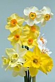BOUQUET OF MIXED DAFFODIL CULTIVARS (NARCISSUS) INCLUDING DOUBLE DAFFODIL CHEERFULNESS, JONQUILLA SWEETNESS, SHORT CUP MERLIN AND TAZETTA FALCONET