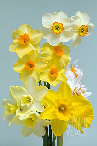 BOUQUET_OF_MIXED_DAFFODIL_CULTIVARS_NARCISSUS_INCLUDING_DOUBLE_DAFFODIL_CHEERFULNESS_JONQUILLA_SWEET