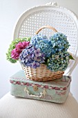 HYDRANGEA MACROPHYLLA NIKKO BLUE, GLOWING EMBERS AND ENDLESS SUMMER IN BASKET WITH DECORATIVE CASE ON WHITE CANE CHAIR.