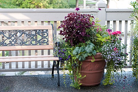 LARGE_OUTDOOR_CONTAINER_WITH_ANNUALS_INCLUDING_NICOTIANA_SCENTED_GERANIUM_SNAPDRAGON_AND_COLEUS