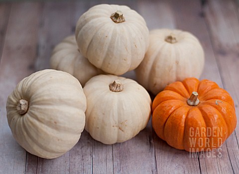 BABY_BOO_AND_JACK_BE_LITTLE_PUMPKINS_IN_AUTUMN_DISPLAY