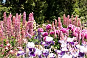 PINK AND PURPLE THEMED COTTAGE GARDEN WITH LUPINUS, IRIS, PEONIA AND COLUMBINE