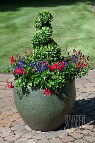 CONTAINER_GARDEN_WITH_BUXUS_TOPIARY