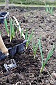 WITH TROWEL, GARDEN LINE