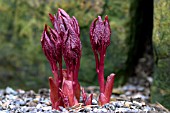 PAEONIA CAMBESSEDESII,  SHOWING EARLY GROWTH,  PURPLE SHOOTS EMERGING.