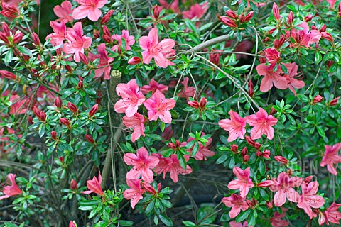 RHODODENDRON_SUMMER_SONG