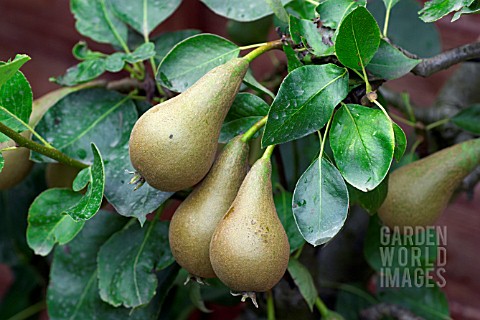 PEAR_CONFERENCE_PYRUS_COMMUNIS