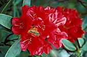 RHODODENDRON BULSTRODE PARK,  RED, FLOWERS, CLOSE UP