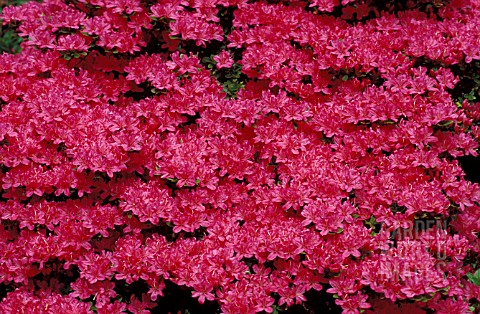 RHODODENDRON_OBTUSUM__PINK_FLOWERS_WHOLE_PLANT