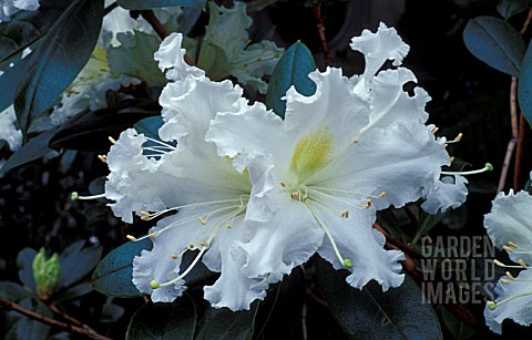 RHODODENDRON_VEITCHIANUM__WHITE_FLOWERS_CLOSE_UP
