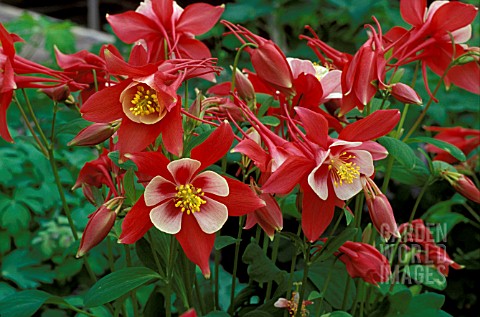 AQUILEGIA_ORIGAMI_RED_AND_WHITE__PERENNIAL_RED_WHITE_SINGLE_FLOWER_CLOSE_UP