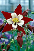 AQUILEGIA SWAN BURGUNDY AND WHITE,  PERENNIAL, RED, WHITE, SINGLE, FLOWER, CLOSE UP