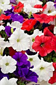 PETUNIA EASY WAVE THE FLAG MIX