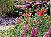 PAPAVER AND LUPINUS IN BORDER