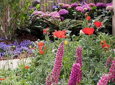 PAPAVER_AND_LUPINUS_IN_BORDER