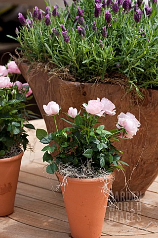 ROSES_IN_TERRACOTTA_CONTAINERS
