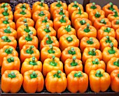 ROWS OF ORANGE PEPPERS