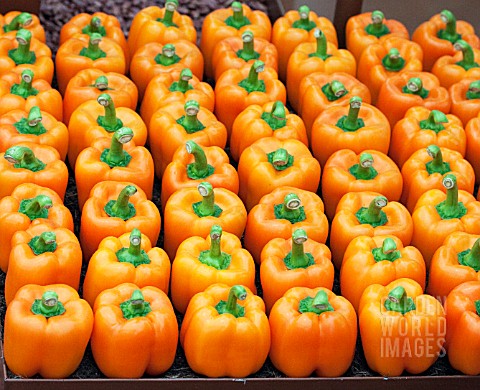 ROWS_OF_ORANGE_PEPPERS