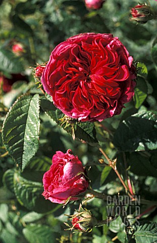 ROSA_CHARLES_DE_MILLS__DOUBLE__RED