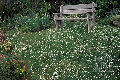 DAISIES_ON_LAWN