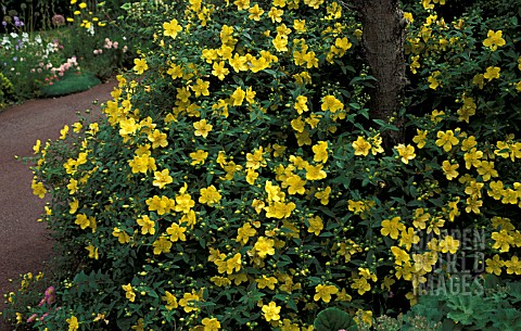 _HYPERICUM_PATULUM_HIDCOTE_SAINT_JOHNS_WORT