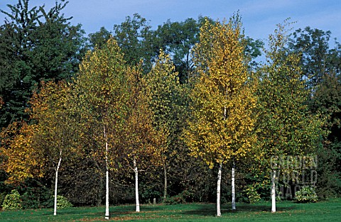 BETULA_PAPYRIFERA_TREES_IN_A_GROUP_WITH_GRASS_TO_THE_FORE