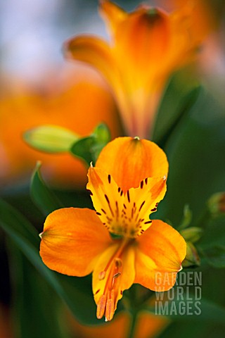 Alstroemeria Haemantha