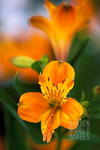 ALSTROEMERIA_HAEMANTHA