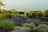 SEA VIEW WITH VARIOUS LAVENDERS AT CLIFF HOUSE, DORSET