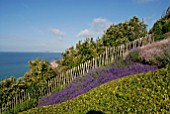 SEA VIEW WITH VARIOUS LAVENDERS AT CLIFF HOUSE, DORSET