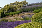 SLOPING GARDEN OF DIFFERENT LAVENDERS AT CLIFF HOUSE, DORSET