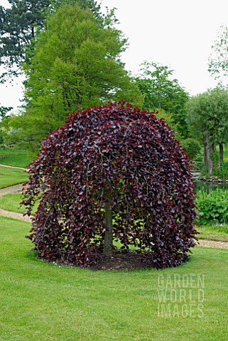 FAGUS_SYLVATICA_PURPUREA_PENDULA